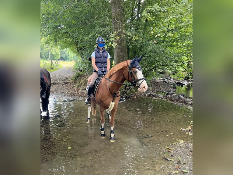 Poni alemán Caballo castrado 10 años 146 cm Alazán in Lindlar