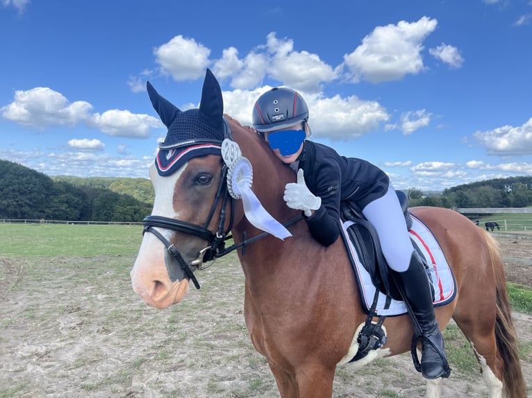 Poni alemán Caballo castrado 10 años 146 cm Alazán in Lindlar