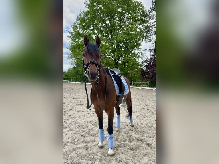 Poni alemán Caballo castrado 10 años 146 cm Castaño in Delmenhorst