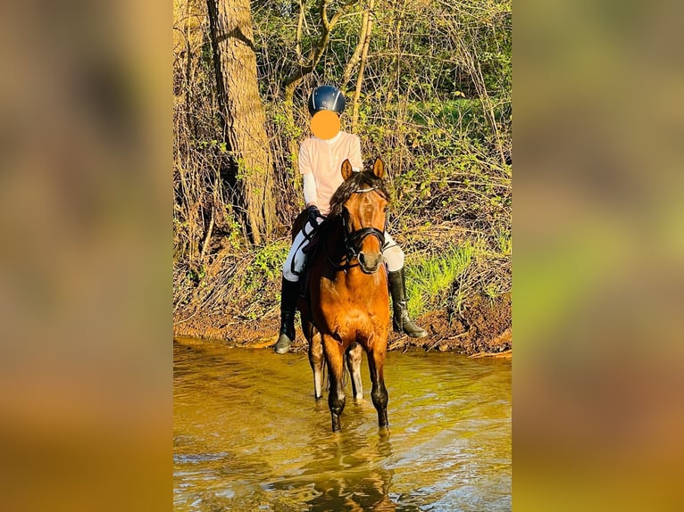 Poni alemán Caballo castrado 10 años 146 cm Castaño in Delmenhorst