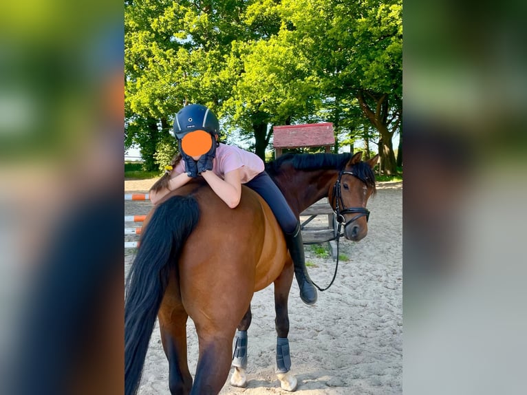 Poni alemán Caballo castrado 10 años 146 cm Castaño in Delmenhorst