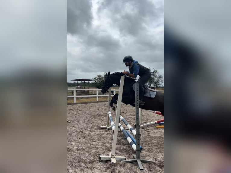 Poni alemán Caballo castrado 10 años 146 cm Negro in Stuhr