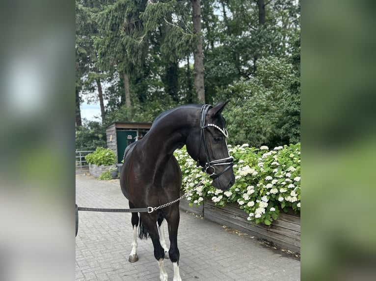 Poni alemán Caballo castrado 10 años 146 cm Negro in Stuhr