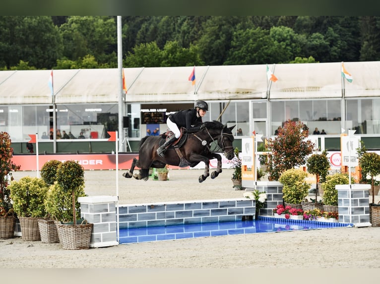 Poni alemán Caballo castrado 10 años 146 cm Negro in Melle