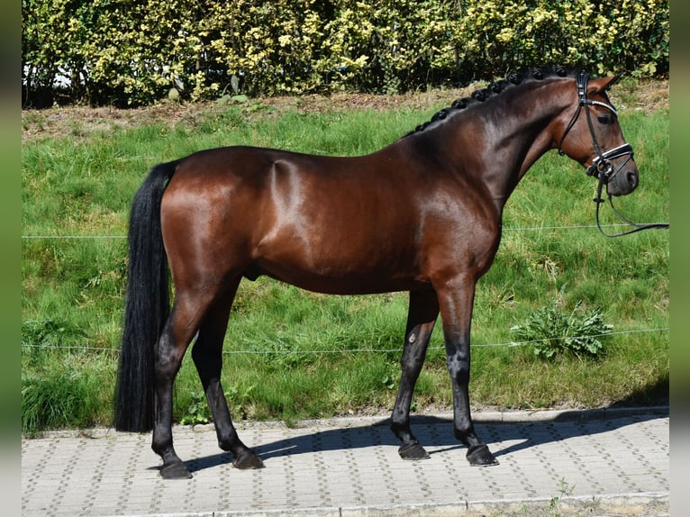 Poni alemán Caballo castrado 10 años 147 cm Castaño oscuro in F&#xFC;rstenau