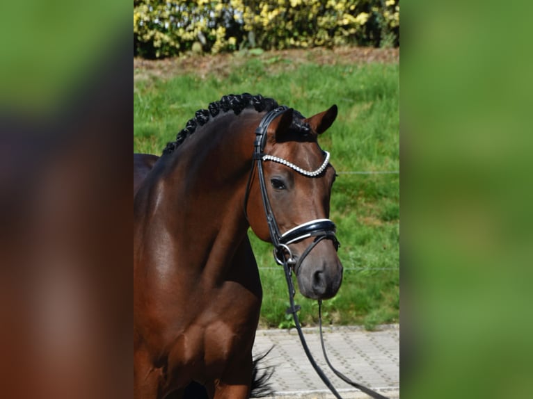 Poni alemán Caballo castrado 10 años 147 cm Castaño oscuro in F&#xFC;rstenau
