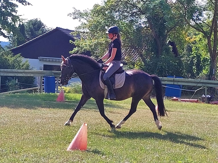 Poni alemán Caballo castrado 10 años 147 cm Morcillo in Landolfshausen OT Mackenrode