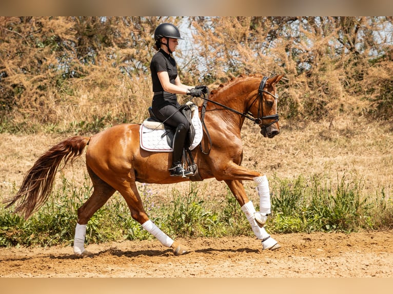Poni alemán Caballo castrado 10 años 148 cm Alazán in Kamern