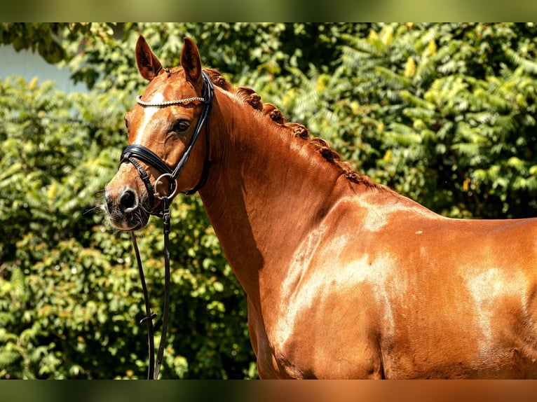 Poni alemán Caballo castrado 10 años 148 cm Alazán in Kamern