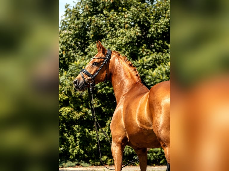 Poni alemán Caballo castrado 10 años 148 cm Alazán in Kamern