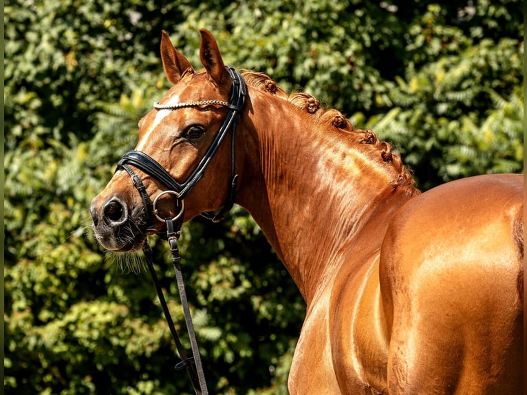 Poni alemán Caballo castrado 10 años 148 cm Alazán in Kamern