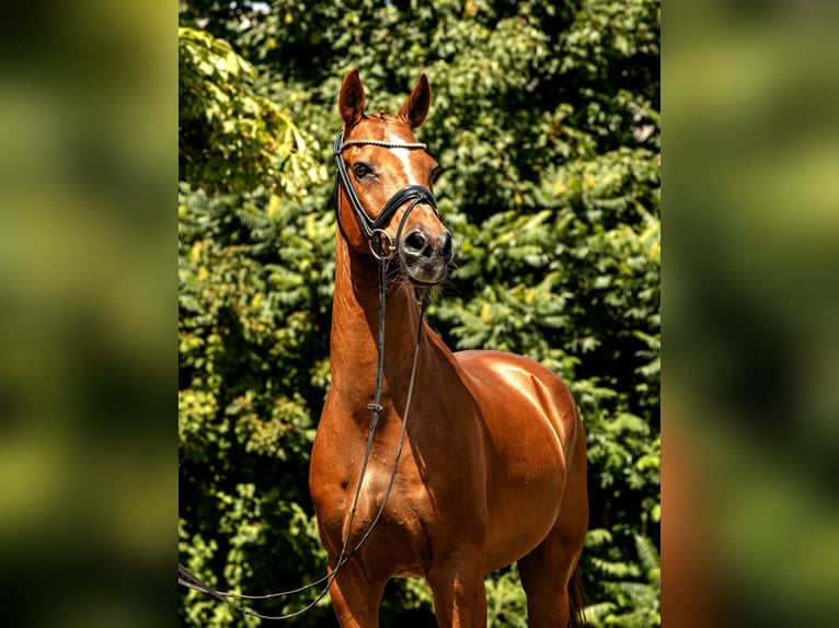 Poni alemán Caballo castrado 10 años 148 cm Alazán in Kamern