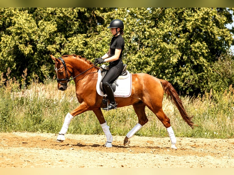 Poni alemán Caballo castrado 10 años 148 cm Alazán in Kamern