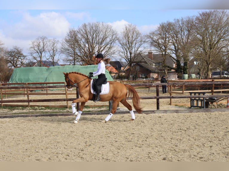 Poni alemán Caballo castrado 10 años 148 cm Alazán in Bremen