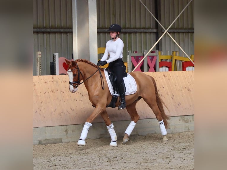 Poni alemán Caballo castrado 10 años 148 cm Alazán in Bremen