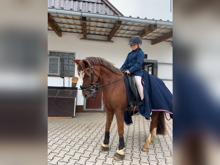 Poni alemán Caballo castrado 10 años 148 cm Alazán in Dachau