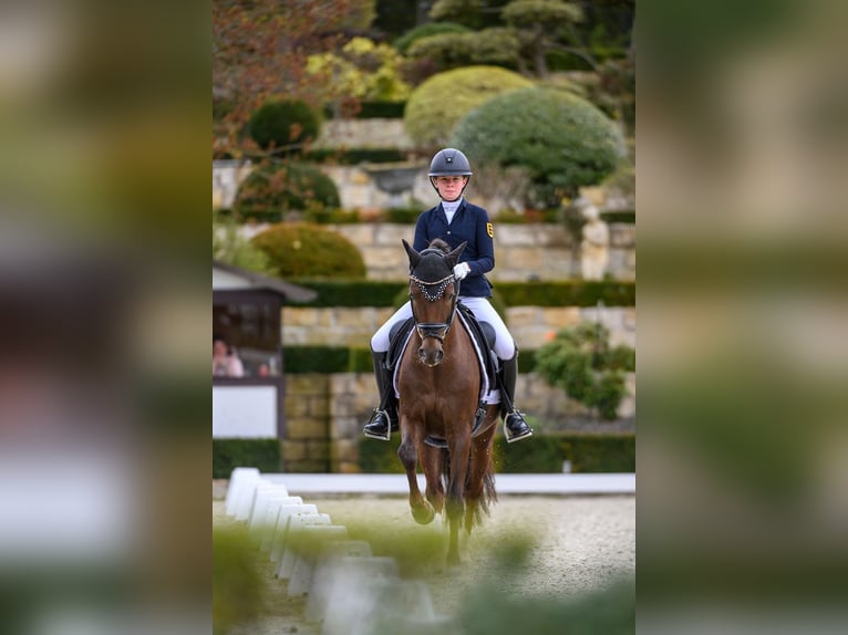 Poni alemán Caballo castrado 10 años 148 cm Alazán-tostado in Herrenberg