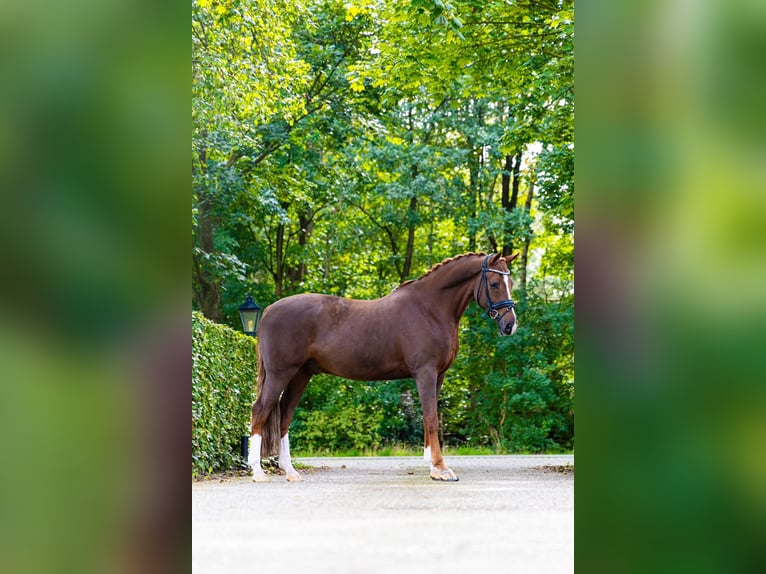Poni alemán Caballo castrado 10 años 148 cm Alazán-tostado in Veldhoven