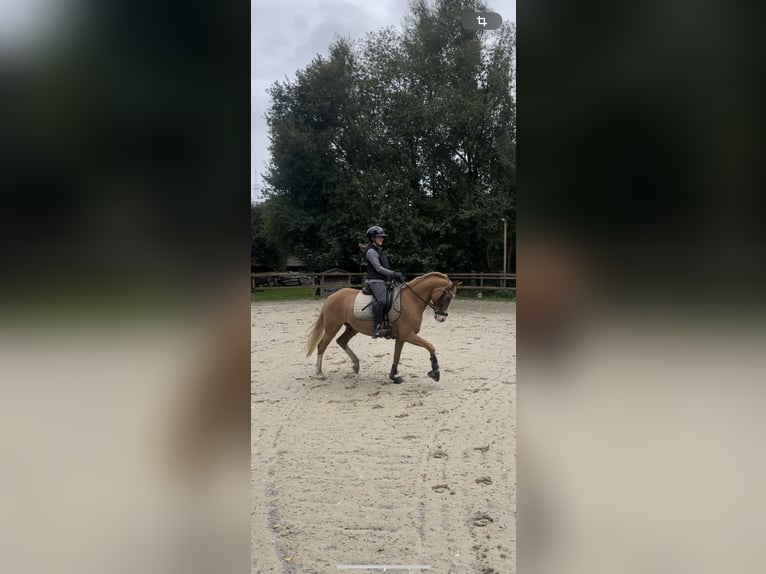 Poni alemán Caballo castrado 10 años 148 cm Bayo in Achim