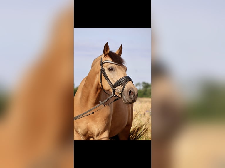 Poni alemán Caballo castrado 10 años 148 cm Buckskin/Bayo in Petershagen