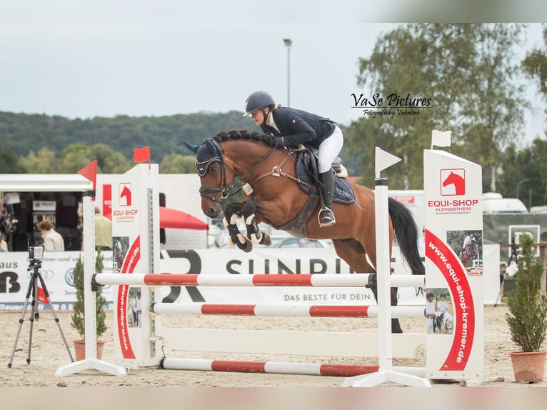 Poni alemán Mestizo Caballo castrado 10 años 148 cm Castaño in Hetzles