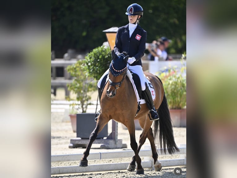 Poni alemán Caballo castrado 10 años 148 cm Castaño in Karlsruhe
