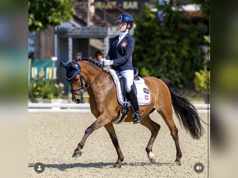 Poni alemán Caballo castrado 10 años 148 cm Castaño in Karlsruhe