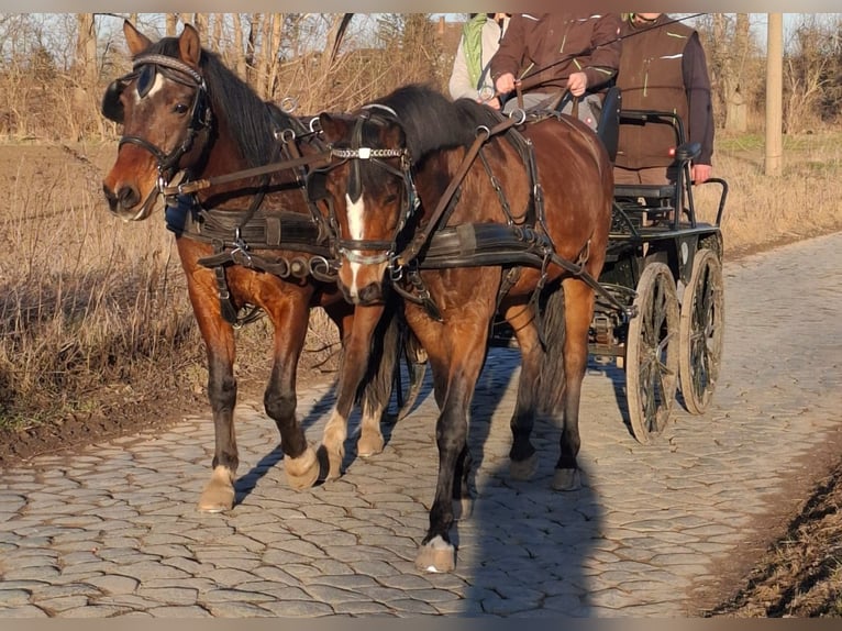 Poni alemán Mestizo Caballo castrado 10 años 148 cm Castaño in Groß Quenstedt