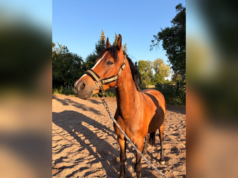Poni alemán Mestizo Caballo castrado 10 años 148 cm Castaño in Groß Quenstedt