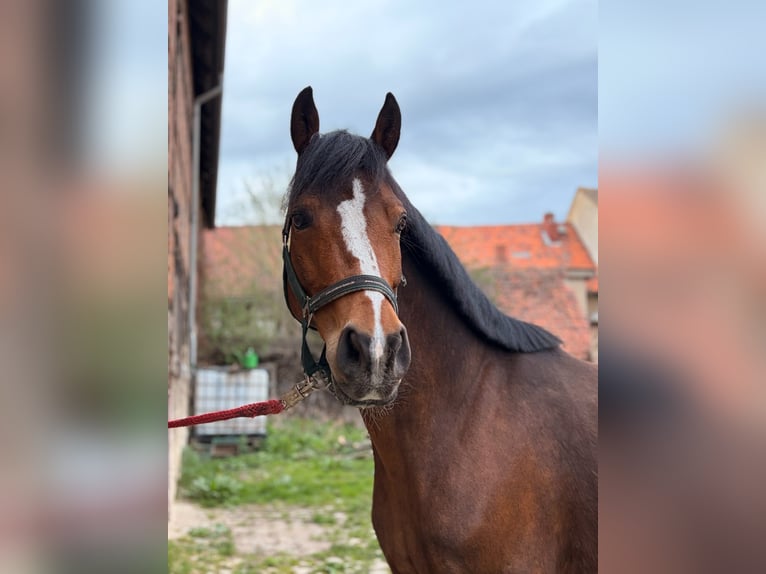 Poni alemán Mestizo Caballo castrado 10 años 148 cm Castaño in Groß Quenstedt