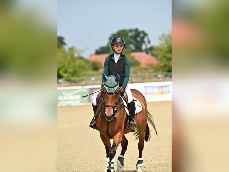 Poni alemán Caballo castrado 10 años 148 cm Castaño in Bruchhausen-Vilsen