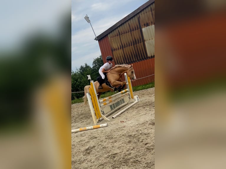 Poni alemán Caballo castrado 10 años 148 cm Palomino in Seevetal