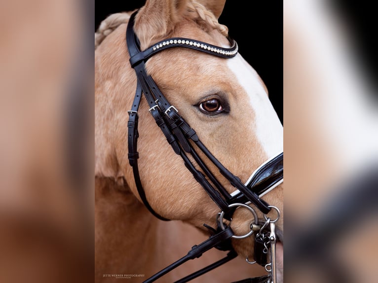 Poni alemán Caballo castrado 10 años 148 cm Palomino in Seevetal
