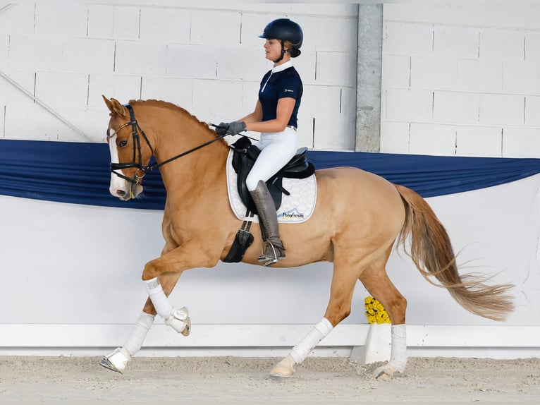 Poni alemán Caballo castrado 10 años 148 cm Palomino in Marsberg