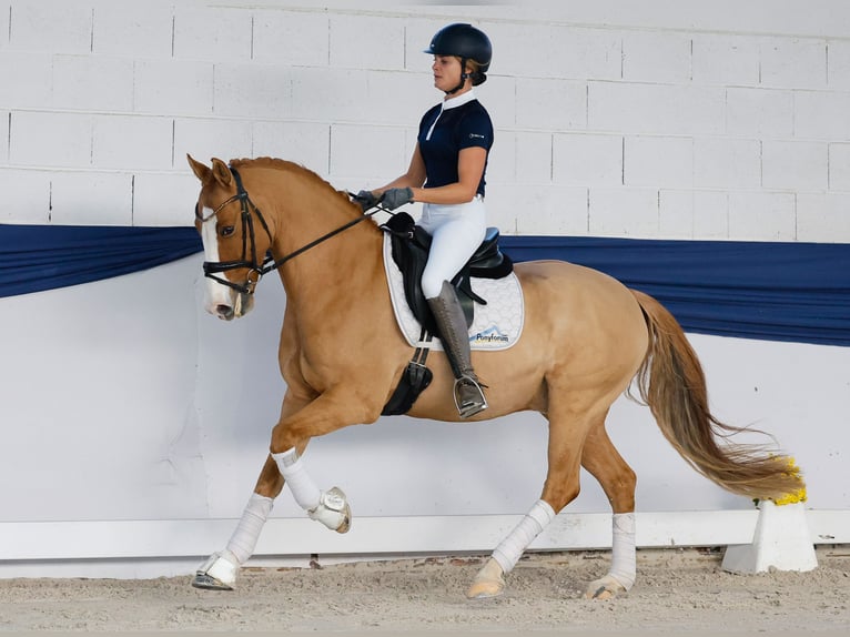 Poni alemán Caballo castrado 10 años 148 cm Palomino in Marsberg