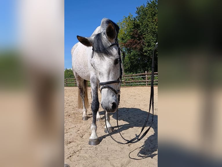 Poni alemán Caballo castrado 10 años 148 cm Tordo in Drochtersen