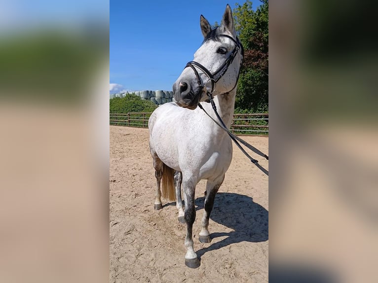 Poni alemán Caballo castrado 10 años 148 cm Tordo in Drochtersen