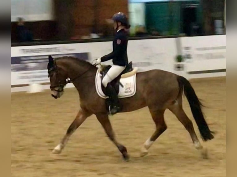 Poni alemán Caballo castrado 10 años 149 cm Castaño in Niddatal