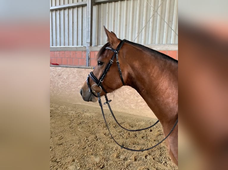 Poni alemán Caballo castrado 10 años 149 cm Castaño in Dorsten