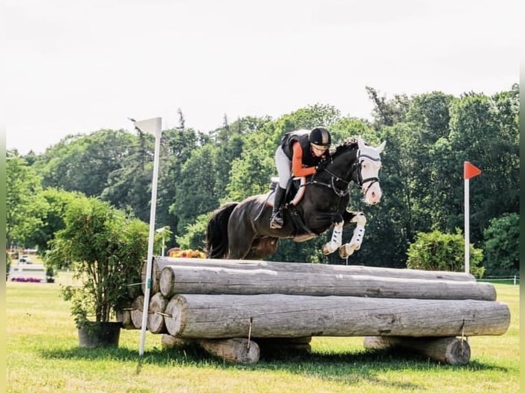 Poni alemán Caballo castrado 10 años 149 cm Morcillo in Bad Homburg