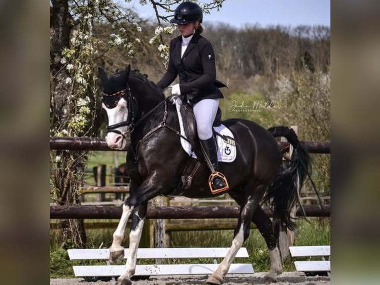 Poni alemán Caballo castrado 10 años 149 cm Morcillo in Bad Homburg