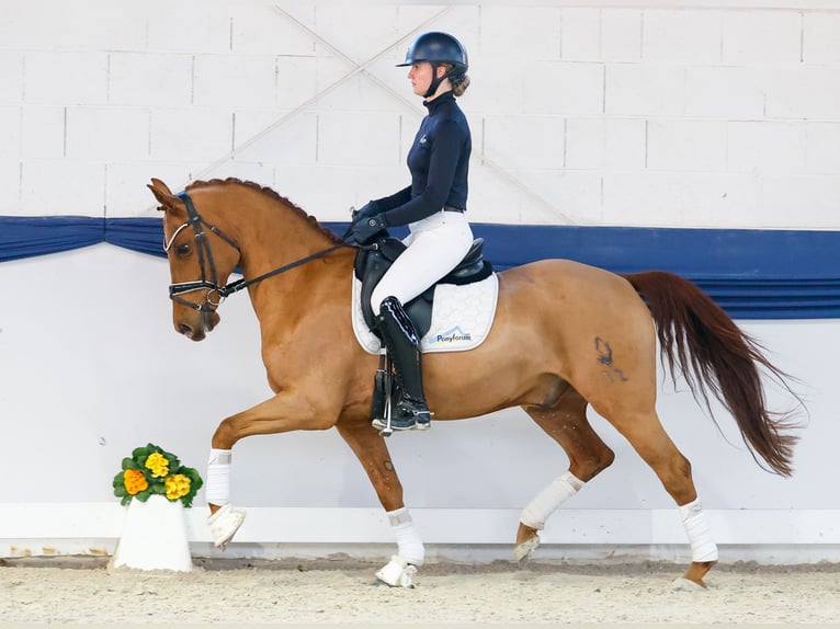 Poni alemán Caballo castrado 10 años 150 cm Alazán in Marsberg