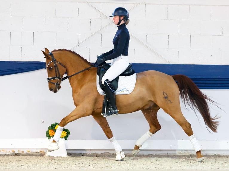 Poni alemán Caballo castrado 10 años 150 cm Alazán in Marsberg
