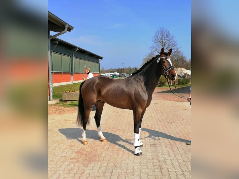 Poni alemán Caballo castrado 10 años 152 cm Castaño in Geseke