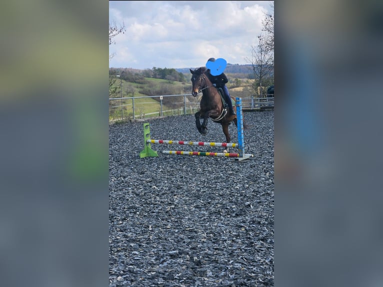 Poni alemán Mestizo Caballo castrado 10 años 153 cm Castaño in Engen