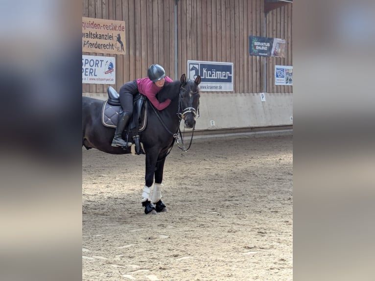 Poni alemán Caballo castrado 10 años 155 cm  in Mettlach