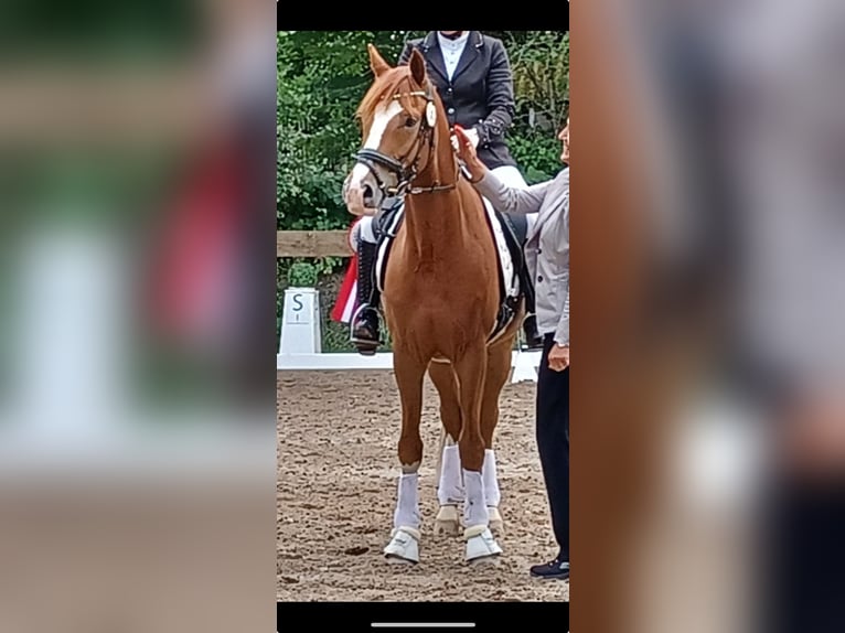 Poni alemán Caballo castrado 10 años 158 cm Alazán in Egelsbach
