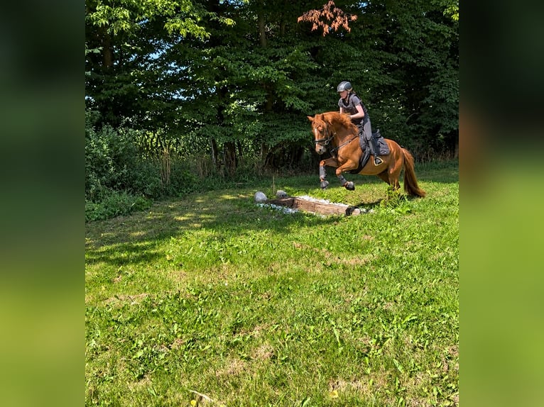 Poni alemán Caballo castrado 10 años Alazán in Hamburg Winterhude