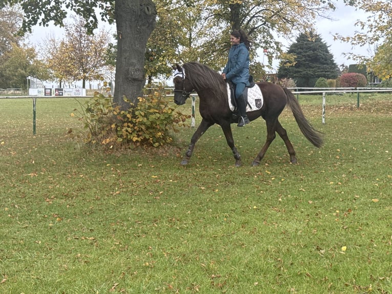 Poni alemán Mestizo Caballo castrado 10 años Alazán-tostado in Freyburg
