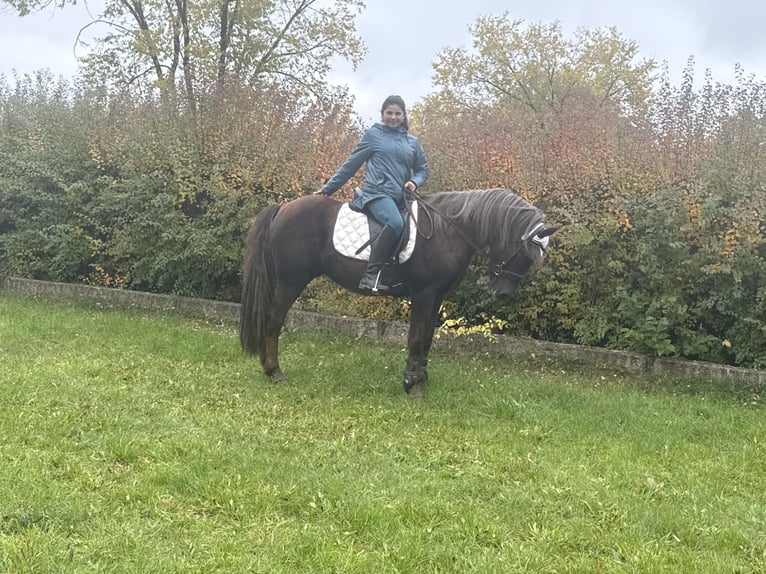 Poni alemán Mestizo Caballo castrado 10 años Alazán-tostado in Freyburg